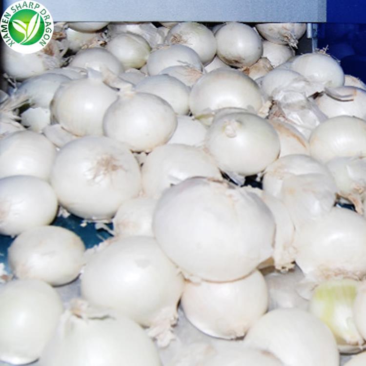 fresh white onion fresh white onion