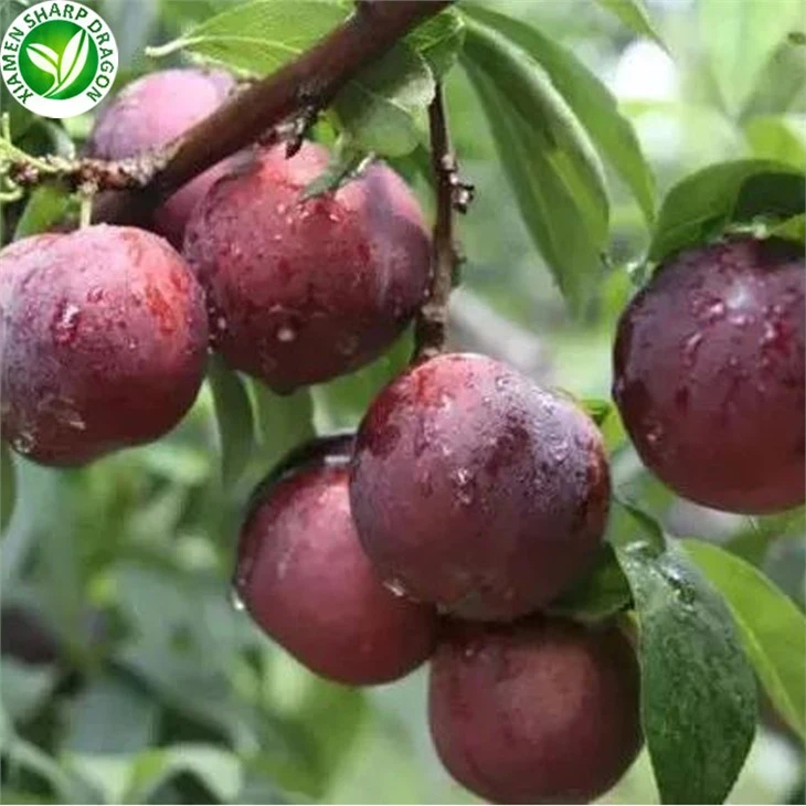 Frozen Red Plum Piece
